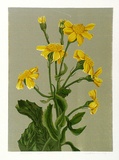 Artist: letcher, William. | Title: Senecio. | Date: 1979 | Technique: screenprint, printed in colour, from multiple stencils | Copyright: With the permission of The William Fletcher Trust which provides assistance to young artists.