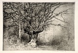 Artist: b'Menpes, Mortimer.' | Title: b'not titled [Trees in winter].' | Date: (1910?) | Technique: b'etching and drypoint, printed in black ink, from one plate'