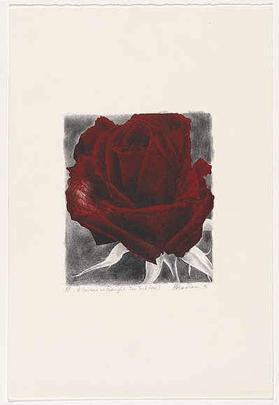 Artist: b'Headlam, Kristin.' | Title: b'A gardener at midnight: The Sick Rose I' | Date: 1995 | Technique: b'lithograph, printed in colour ink, from two stones'