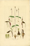 Artist: Bauer, Ferdinand. | Title: Chiloglottis diphylla. | Date: 1806-13 | Technique: engraving, printed in colour, from one plate; hand-coloured; letterpress