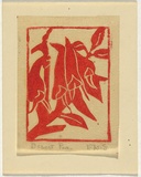 Artist: b'Syme, Eveline' | Title: b'Greeting card: Desert pea' | Date: c.1945 | Technique: b'linocut, printed in red ink, from one block'