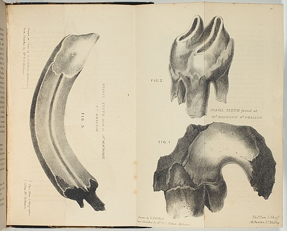 Artist: Hobson, Margaret. | Title: Fossil teeth found at Mt Macedon, Port Phillip. | Date: 1846 | Technique: lithograph, printed in black ink, from one stone