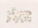 Artist: b'Bradhurst, Jane.' | Title: b'Native fuschia, sand hibiscus and hop bush, Kimberley, with fossils.' | Date: 1997 | Technique: b'lithograph, printed in black ink, from one stone; hand-coloured in watercolour'