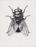 Artist: b'Gibbs, Denyse.' | Title: b'Black fly 1' | Date: 1973 | Copyright: b'This work appears on screen courtesy of the artist and copyright holder'