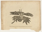 Title: b'A branch of the bread-fruit tree, the principal support of the natives of the South Sea Islands' | Date: c.1800 | Technique: b'engraving, printed in black ink, from one copper plate'