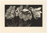 Artist: Harding, Nicholas. | Title: not titled [bunch of lilies] | Date: 2004 | Technique: aquatint, sugar-lift and open-bite, printed in black ink, from one plate