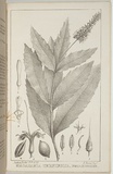 Title: b'Macadamia ternifolia.' | Date: 1857 | Technique: b'lithograph, printed in black ink, from one stone'