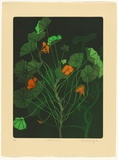 Artist: GRIFFITH, Pamela | Title: Nasturtium | Date: 1984 | Technique: hardground-etching and aquatint, printed in colour, from two zinc plates | Copyright: © Pamela Griffith