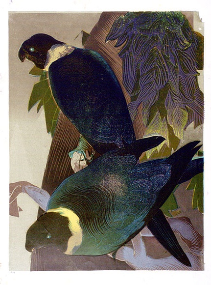 Artist: b'GRIFFIN, Murray' | Title: b'Two parrots' | Date: 1966 | Technique: b'linocut, printed in colour, from six blocks'