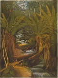 Artist: Chevalier, Nicholas. | Title: Ferntree Gully, Mt. Useful, Gippsland. | Date: 1865 | Technique: lithograph, printed in colour, from multiple stones
