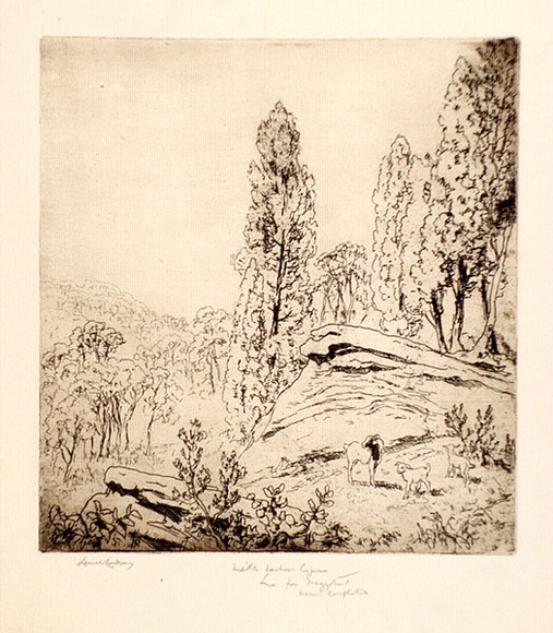 Artist: b'LINDSAY, Lionel' | Title: b'Middle Harbour cypress, Sydney' | Date: c.1907 | Technique: b'etching and aquatint, printed in brown ink, from one plate' | Copyright: b'Courtesy of the National Library of Australia'