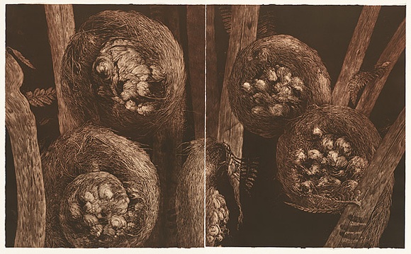 Artist: b'Mellor, Danie.' | Title: b'Cyathea Cooperi.' | Date: 2004 | Technique: b'mezzotint, printed in brown ink, from two plates'