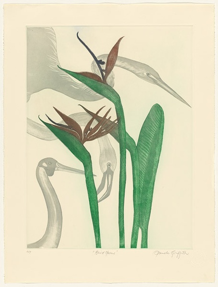 Artist: b'GRIFFITH, Pamela' | Title: b'Bird forms' | Date: 1984 | Technique: b'hardground-etching, aquatint and burnishing, printed in colour, from two zinc plates' | Copyright: b'\xc2\xa9 Pamela Griffith'