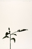 Artist: b'ROSE, David' | Title: b'Hibiscus (next morning)' | Date: 1974 | Technique: b'lithograph, printed in black ink, from one zinc plate'