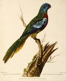 Artist: b'STONE, Miss.' | Title: b'Psittacus Splendidus. The Splendid Parrot' | Date: 1790 | Technique: b'engraving, printed in black ink, from one copper plate; hand-coloured'