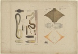 Artist: Hamel, Julius. | Title: Proof sheet of four images of reptiles and fishes. | Date: 1878 | Technique: lithograph, printed in colour, from multiple stones