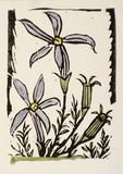 Artist: OGILVIE, Helen | Title: Greeting card: Orchids | Date: 1981 | Technique: linocut, printed in black ink, from one block; hand-coloured