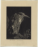 Artist: b'LINDSAY, Lionel' | Title: b'The clipped wing' | Date: 1931 | Technique: b'wood-engraving, printed in black ink, from one block' | Copyright: b'Courtesy of the National Library of Australia'