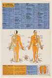 Artist: b'EARTHWORKS POSTER COLLECTIVE' | Title: b'Acupressure first aid points' | Date: 1976 | Technique: b'screenprint, printed in colour, from four stencils'