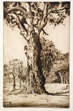 Artist: Ragless, Max. | Title: The red gum | Date: 1933 | Technique: drypoint, printed in brown ink with plate-tone, from one plate | Copyright: © Max Ragless