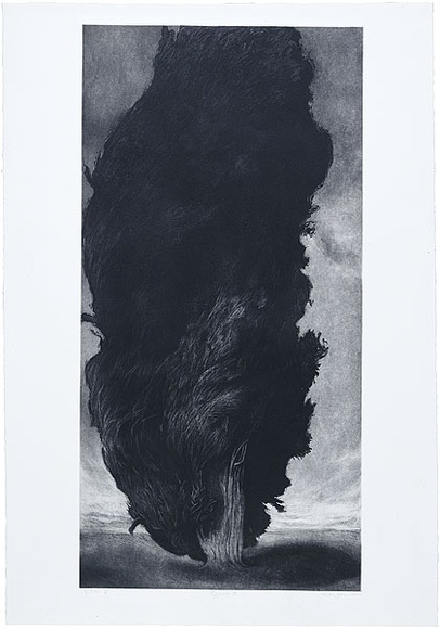 Artist: b'Johnstone, Ruth.' | Title: b'Cypress II' | Date: 1986, January | Technique: b'aquatint, printed in black ink, from one plate'