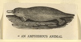 Artist: Bewick, Thomas | Title: An amphibious animal. | Date: 1800 | Technique: wood-engraving, printed in black ink, from one block