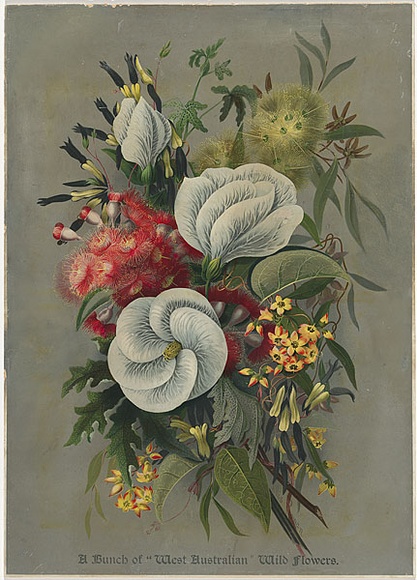 Title: bA bunch of 'West Australian' wildflowers. | Date: 1889, December | Technique: b'lithograph, printed in colour, from multiple stones'