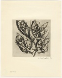 Artist: b'Grey-Smith, Guy' | Title: b'Banksia' | Date: 1975 | Technique: b'etching printed in black ink with plate-tone, from one  plate'