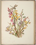 Artist: Meredith, Louisa Anne. | Title: Group of orchids [1]. | Date: 1860 | Technique: lithograph, printed in colour, from multiple stones