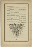 Title: b'not titled [eucalyptus coriacea].' | Date: 1861 | Technique: b'woodengraving, printed in black ink, from one block'