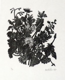 Artist: MILLER, Max | Title: Foliage, flowers | Date: 1971 | Technique: wood-engraving, printed inblack ink, from one block