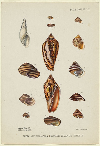 Artist: b'Scott, Helena.' | Title: b'New Australian and Solomon Islands Shells.' | Date: 1871 | Technique: b'lithograph, printed in colour, from multiple stones'