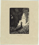 Artist: LINDSAY, Lionel | Title: Juno's bird | Date: 1922 | Technique: wood-engraving, printed in black ink, from one block | Copyright: Courtesy of the National Library of Australia
