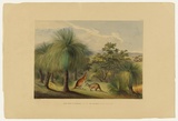 Artist: b'Angas, George French.' | Title: b'Grass trees at Yankallillah, with the red kangaroo.' | Date: 1846-47 | Technique: b'lithograph, printed in colour, from multiple stones; varnish highlights by brush'