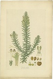 Artist: Bauer, Ferdinand. | Title: Chloanthes stoechadis. | Date: 1806-13 | Technique: engraving, printed in colour, from one plate; hand-coloured; letterpress