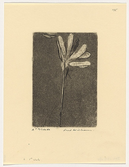 Artist: b'WILLIAMS, Fred' | Title: b'Hakea' | Date: 1963 | Technique: b'etching, aquatint, engraving, drypoint, printed in black ink from one zinc plate' | Copyright: b'\xc2\xa9 Fred Williams Estate'