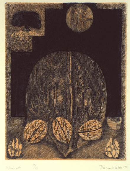 Artist: b'Waite, Dianne.' | Title: b'Walnut' | Date: 1988 | Technique: b'etching, printed in deep blue ink, from one plate; with orange tint.'