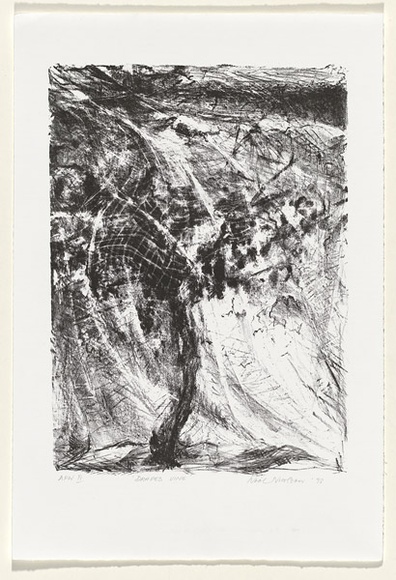 Artist: b'NICOLSON, Noel' | Title: b'Draped vine' | Date: 1998 | Technique: b'lithograph, printed in black ink, from one stone'