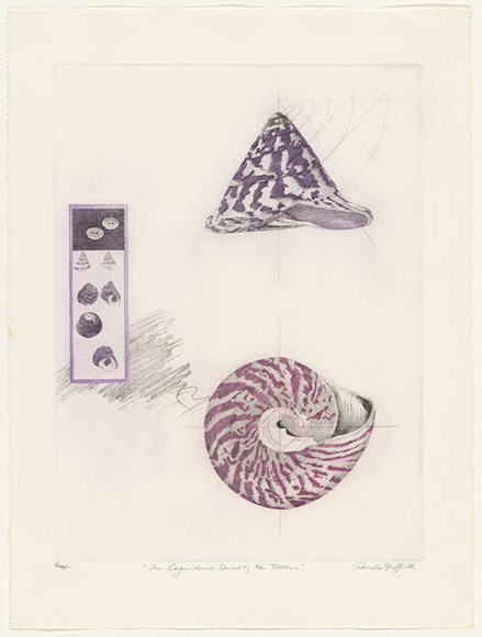 Artist: b'GRIFFITH, Pamela' | Title: b'The logarithmic spiral of the Trochus' | Date: 1981 | Technique: b'hard ground, aquatint, soft ground, on two zinc' | Copyright: b'\xc2\xa9 Pamela Griffith'