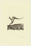 Artist: b'Law, Roger.' | Title: b'(Leaping kangaroo II)' | Date: 2005 | Technique: b'aquatint, printed in brown/black ink, from one plate'