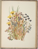 Artist: b'Meredith, Louisa Anne.' | Title: b'Group of marsh flowers' | Date: 1860 | Technique: b'lithograph, printed in colour, from multiple stones'