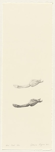 Artist: b'Pilgrim, Catherine.' | Title: b'not titled [zucchini flower]' | Date: 2001, February | Technique: b'lithograph, printed in black ink, from one stone'
