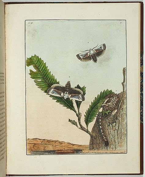 Artist: b'Lewin, J.W.' | Title: b'Cryptophasa albacosta' | Date: 10/04/1803 | Technique: b'etching, printed in black ink, from one copper plate; hand-coloured'
