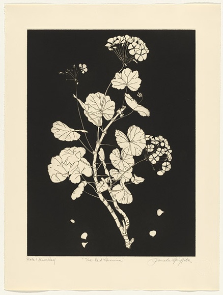 Artist: b'GRIFFITH, Pamela' | Title: b'The Red Geranium' | Date: 1988 | Technique: b'hardground-etching and aquatint, printed in black ink, from one copper plate' | Copyright: b'\xc2\xa9 Pamela Griffith'