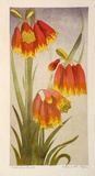 Artist: b'Higgs, Florence.' | Title: b'Christmas bells' | Date: (1954) | Technique: b'linocut, printed in colour, from five blocks'