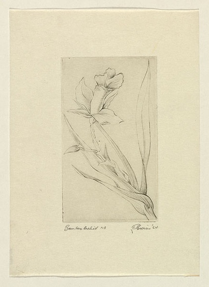 Artist: EWINS, Rod | Title: Bamboo orchid. | Date: 1964 | Technique: line-engraving, printed in black ink, from one copper plate
