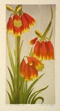 Artist: b'Higgs, Florence.' | Title: b'Christmas bells' | Date: (1954) | Technique: b'linocut, printed in colour, from five blocks'