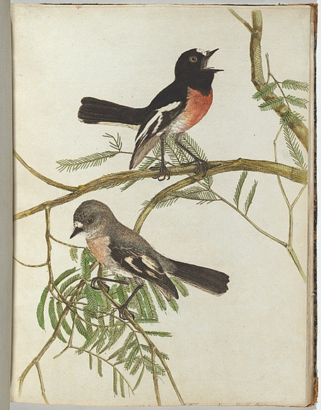 Artist: b'Lewin, J.W.' | Title: b'Red breast warbler.' | Date: January 1805 | Technique: b'etching, printed in black ink, from one copper plate; hand-coloured'