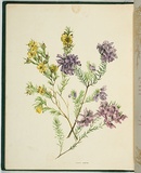 Artist: De Mole, Fanny. | Title: Lilac heath. | Date: 1861 | Technique: lithograph, printed in black ink, from one stone; hand-coloured