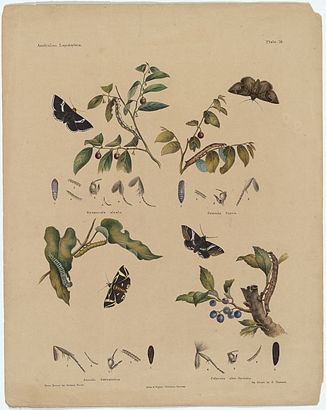 Artist: b'Scott, Helena.' | Title: b'Anocala cabbalistica, Catocala albo-fasciata.' | Date: c.1865 | Technique: b'lithograph, printed in black ink, from one stone; hand-coloured'
